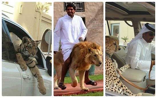 Những loài thú cưng hoang giã tại Dubai