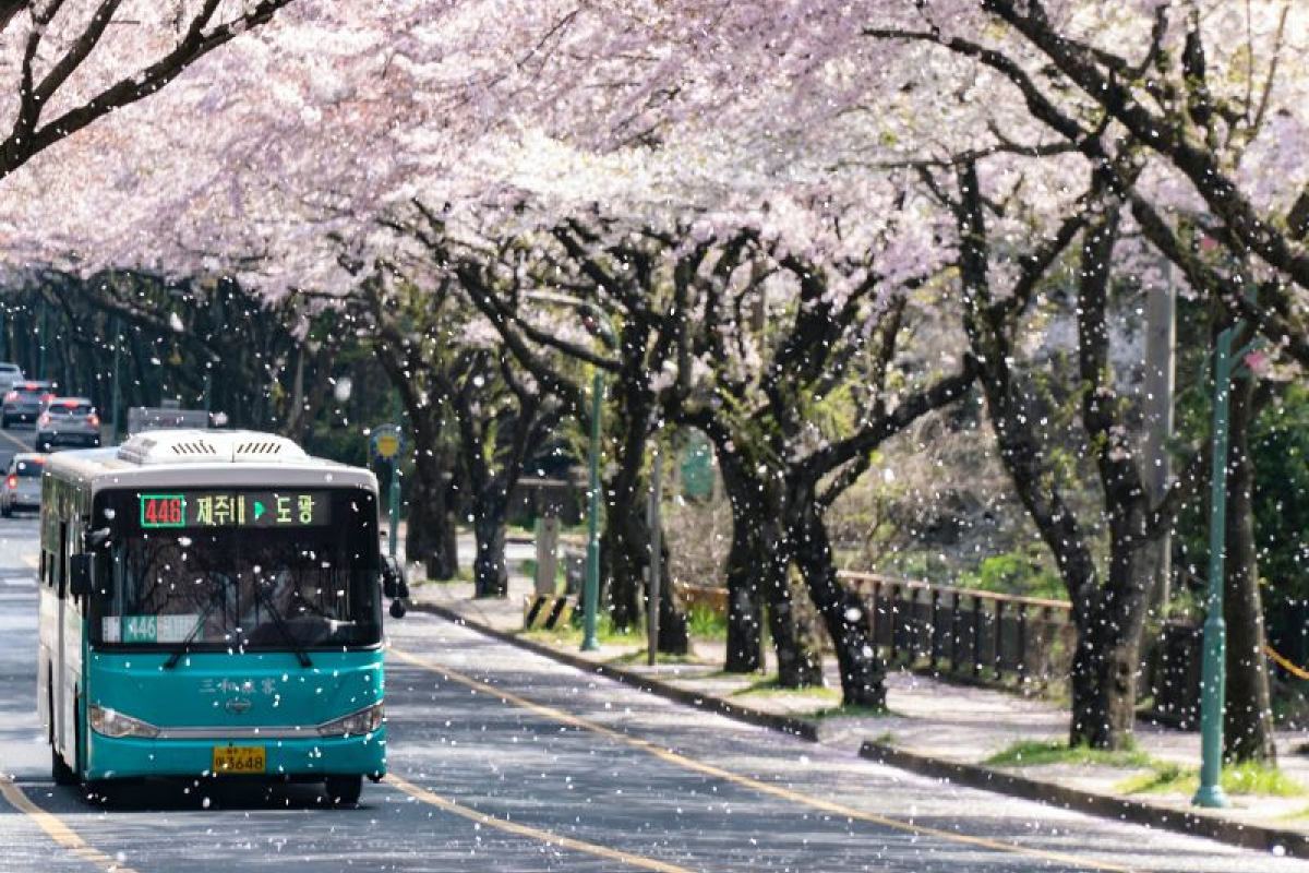 Jeju là điểm đến sở hữu hệ thống giao thông rất thuận tiện