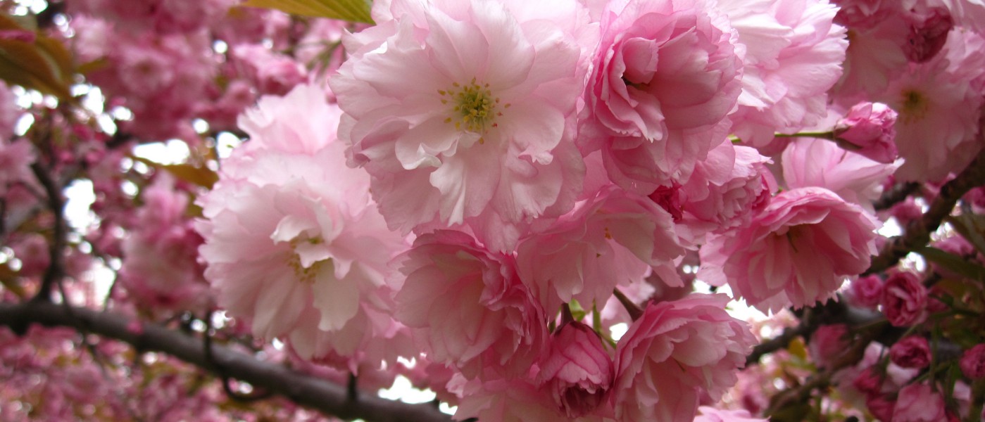 TOUR ĐÓN HOA ANH ĐÀO VÀ NGÀY LỄ 30/4 LIÊN TUYẾN ĐÔNG TÂY HOA KỲ 2026 KHỞI HÀNH HÀ NỘI 26/3