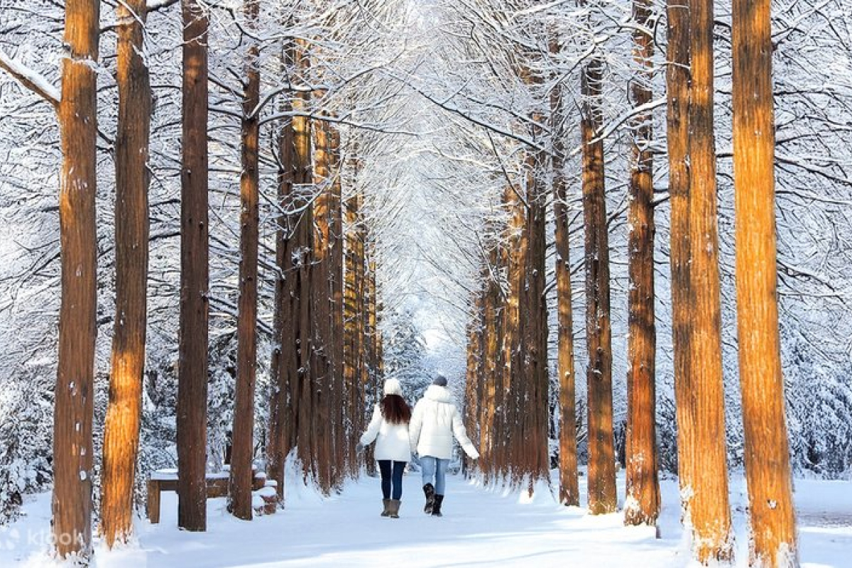 Rừng bạch dương Wondaeri là một trong những điểm đến mùa đông đẹp nhất Hàn Quốc