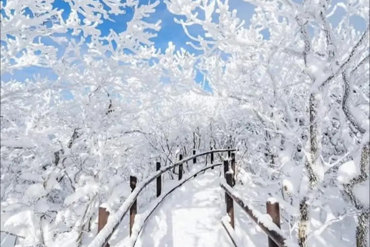 Jeju mùa đông mang một vẻ đẹp của tuyết trắng