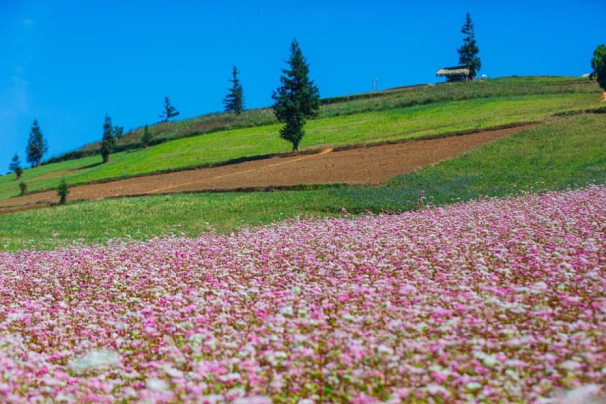 Mùa hoa tam giác mạch của Hà Giang