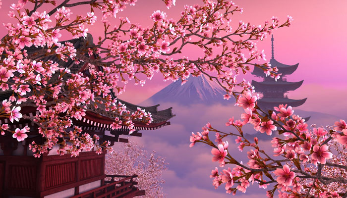 Hoa anh đào Nhật Bản Ý nghĩa hình ảnh cách trồng chăm sóc tại nhà