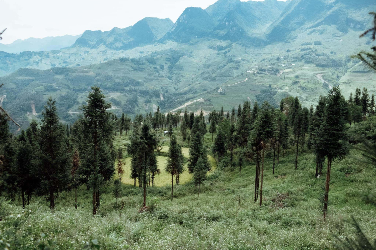 Rừng thông Yên Minh được ví như “Đà Lạt thu nhỏ” của miền núi phía Bắc