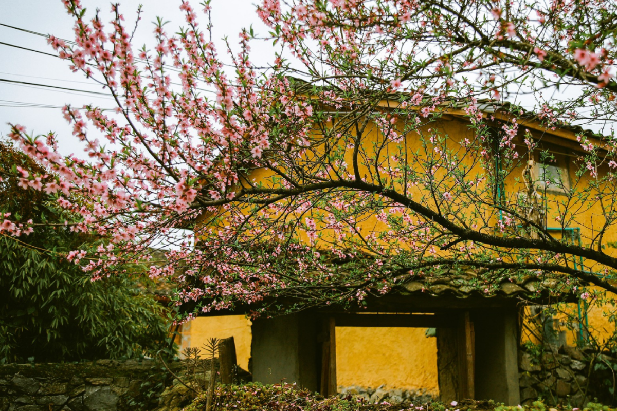 Mùa xuân mang đến sức sống mới cho bản làng với hoa đào, hoa mận nở rải rác