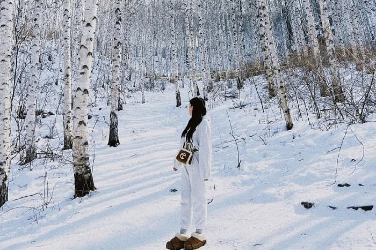 Cuối tháng 12 – giữa tháng 2 là thời điểm lý tưởng nhất để tham quan Rừng bạch dương Wondaeri mùa đông