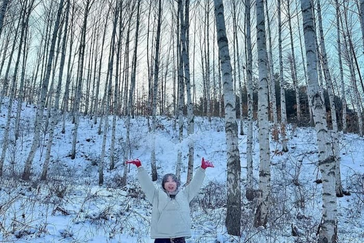 Điểm cuốn hút nhất khi đến Rừng bạch dương Wondaeri mùa đông chính là cảm giác bước vào một “thế giới toàn màu trắng”