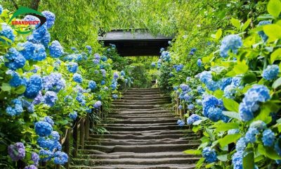 Kamakura - Thiên đường hoa cẩm tú cầu