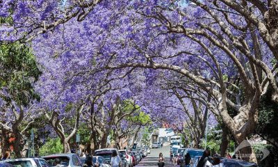 Kirribilli - McDougall St Jacaranda Trees