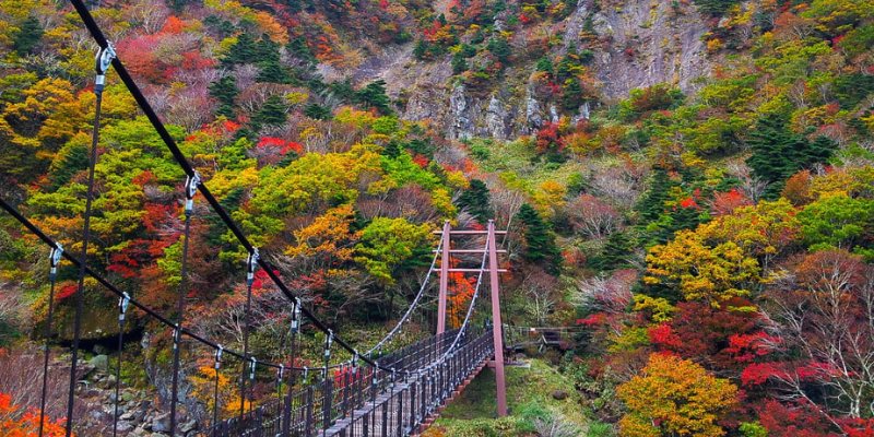 Ngắm mùa lá đỏ tại Đảo Jeju