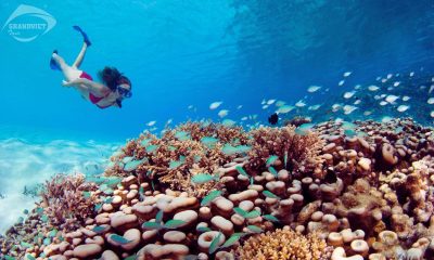 Lặn biển ngắm san hô - du lịch Maldives