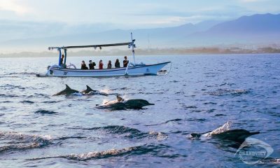 Tour du lịch bali - Ngắm cá heo