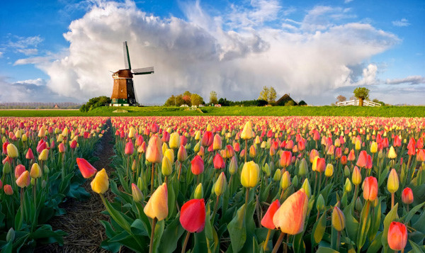 Đồng Hoa Tulip Keukenhof