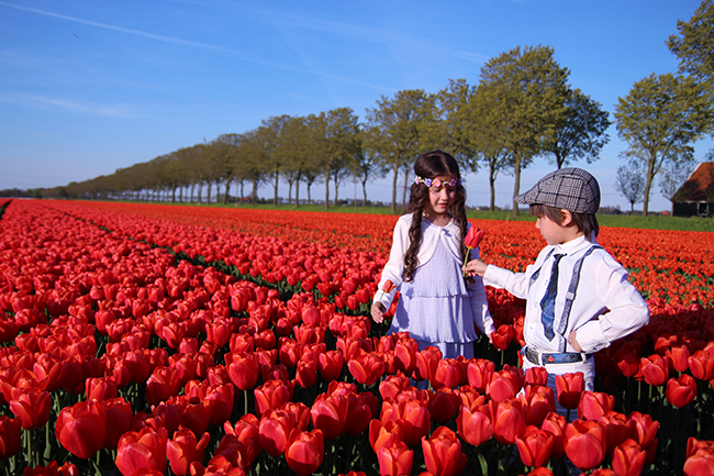 Hoa Tulip Đỏ