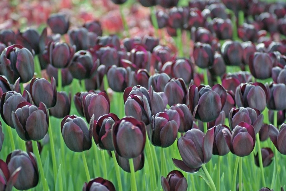 Hoa Tulip đen