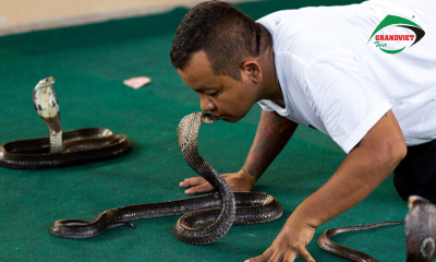 Viện nghiên cứu Rắn Snake Farm