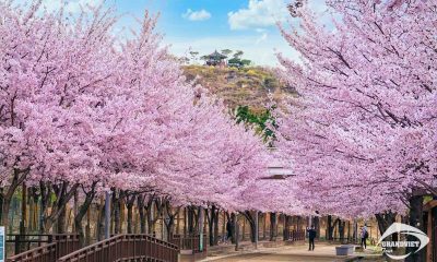 Rừng Seoul là một trong những nơi đẹp nhất để ngắm hoa anh đào tại Hàn Quốc