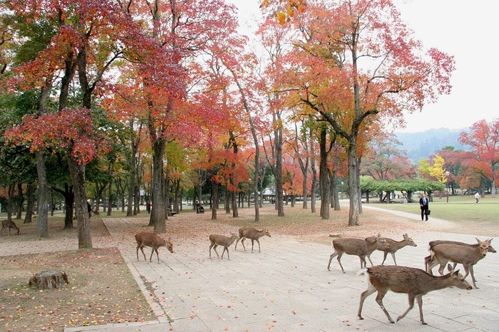 Công viên Deer Park Nhật Bản