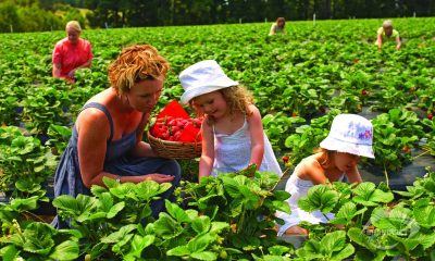 Vườn trái cây Bacchus Marsh - Tour du lịch Úc