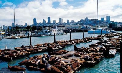 Bến tàu ngư phủ Fisherman’s Wharf - du lịch Mỹ