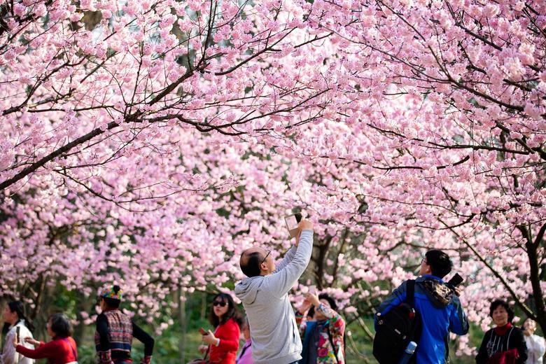 Du Lịch Trung Quốc Mùa Hoa Anh Đào