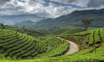 Vườn trà Darjeelin - Tour du lịch Sikkim