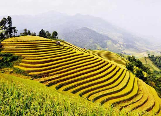 Ruộng bậc thang ở Sa Pa