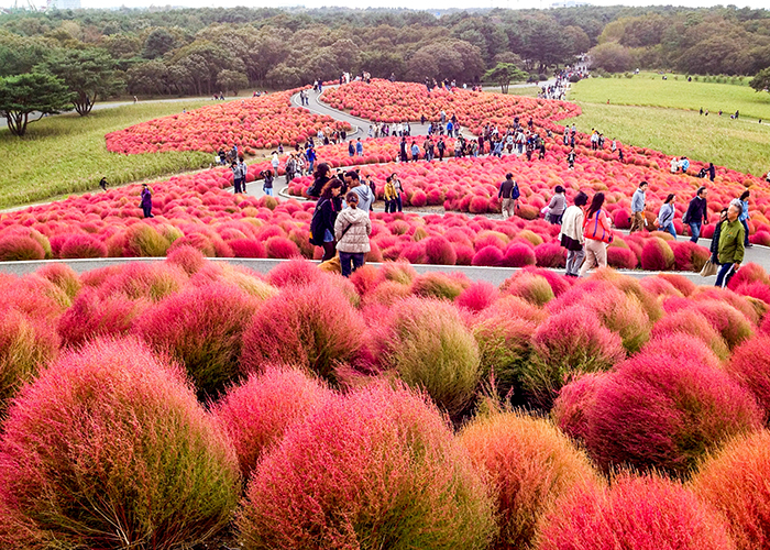 Công viên Hitachi Seaside – Ibaraki