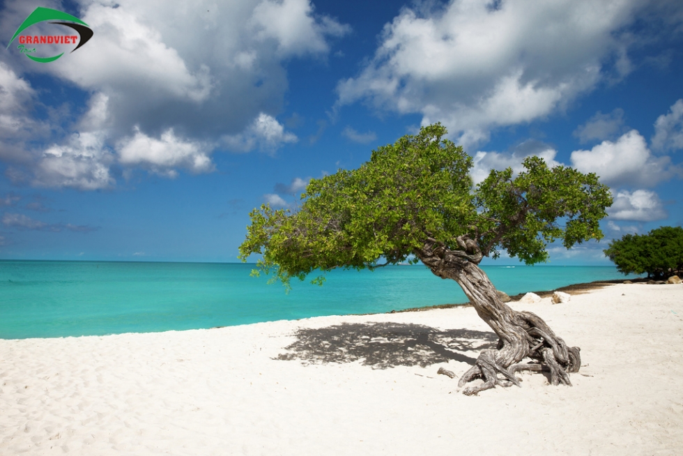 Eagle-Aruba-Caribbean