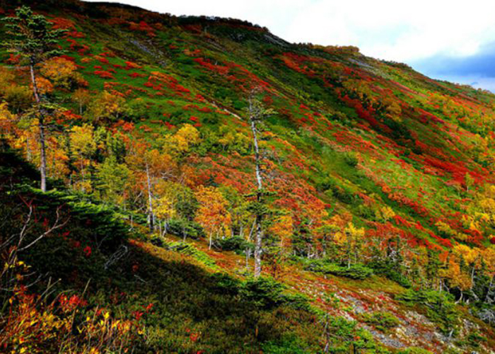 Vườn hoa Hokkaido