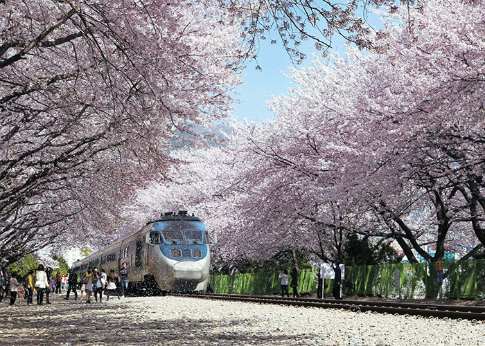 Khu vực Jinhae là một trong những điểm du lịch hấp dẫn tại Hàn Quốc