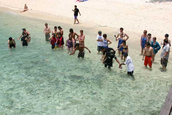 Cá biển tại Langkawi