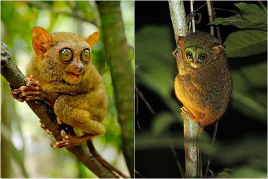 Khỉ lùn Tarsier quý hiếm