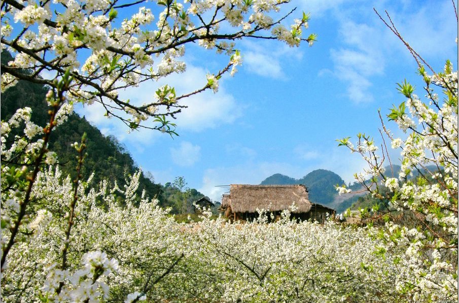 hoa man moc chau