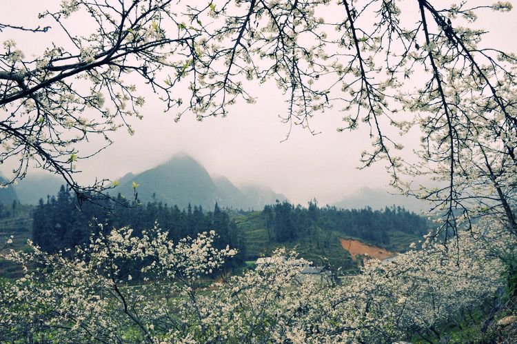 ngam hoa man trang trong tour du lich moc chau