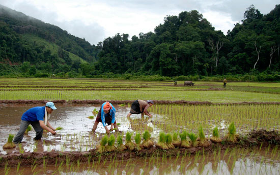 Vẻ đẹp nông thôn tại Phongsaly