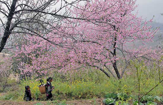 Khung cảnh Sa Pa vào mùa xuân