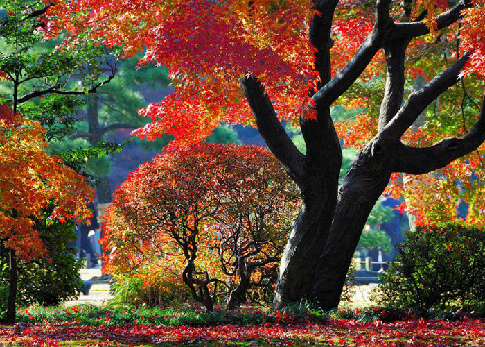 Vườn Rikugien, Tokyo